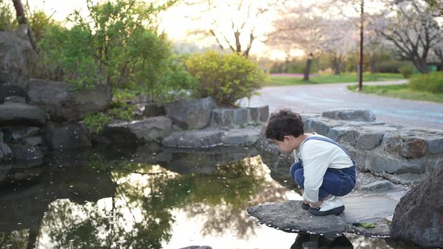 Soft light bathes a quiet garden pond. Child crouches, eyes fixed on the water. He wears a simple white top and blue pants. Rocks line the edge, reflecting trees and sky. Cherry blossoms drift behind