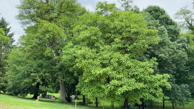 Lush Green Deciduous Trees in a Rural French Landscape
