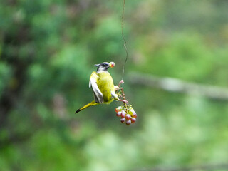 Fototapeta premium Crested Finchbill