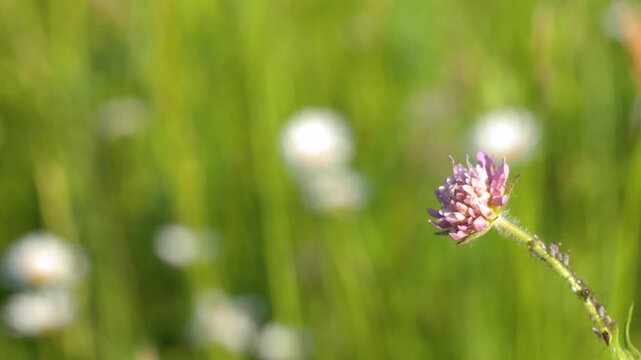 Macro View of Ants and Aphids on a Pink Wildflower Stem