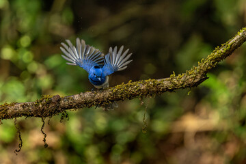 Fototapeta premium Black naped monarch in flight, Dandeli, Karnataka, Western Ghats, India