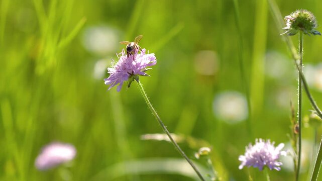 Honey Bee Pollinating a Purple Wildflower in a Sunny Green Meadow