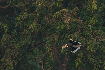 Malabar Pied Hornbill in flight, Dandeli, Karnataka, India © santosh