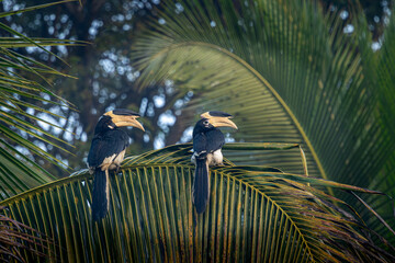 A pair of Malabar Pied Hornbill in action, Dandeli, Karnataka, India © santosh