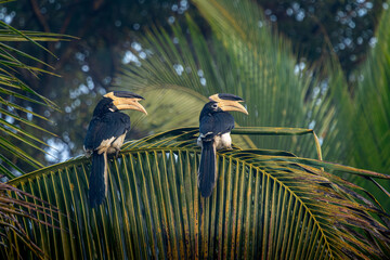 A pair of Malabar Pied Hornbill in action, Dandeli, Karnataka, India © santosh