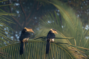 A pair of Malabar Pied Hornbill in action, Dandeli, Karnataka, India © santosh
