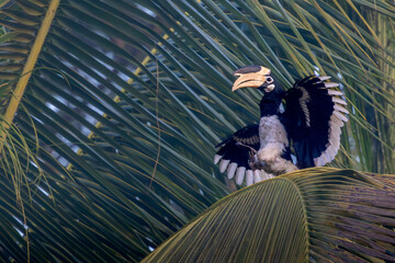Malabar Pied Hornbill in flight, Dandeli, Karnataka, India © santosh