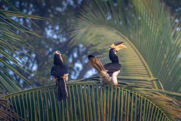 A pair of Malabar Pied Hornbill in action, Dandeli, Karnataka, India © santosh