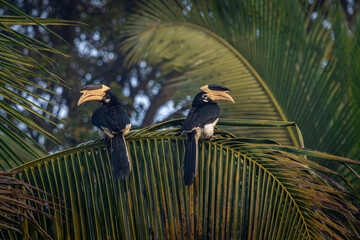 A pair of Malabar Pied Hornbill in action, Dandeli, Karnataka, India © santosh