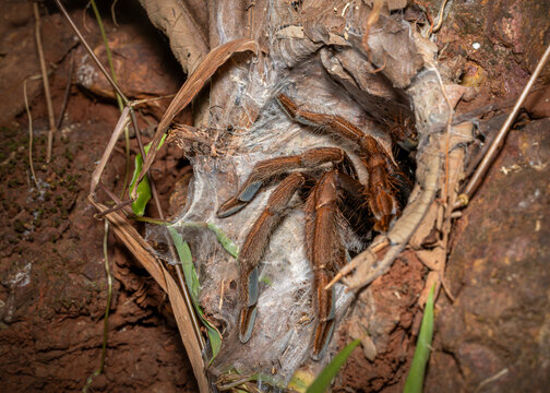 Tarantulas in its burrow, Dandeli, Karnataka, Western Ghats, India
