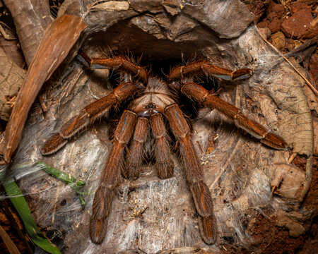 Tarantulas in its burrow, Dandeli, Karnataka, Western Ghats, India