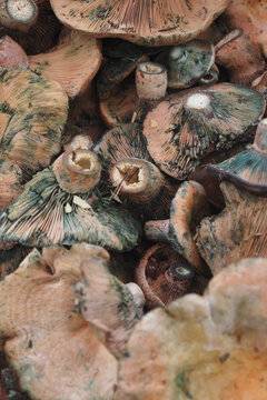 Saffron Milk Cap mushrooms in closeup