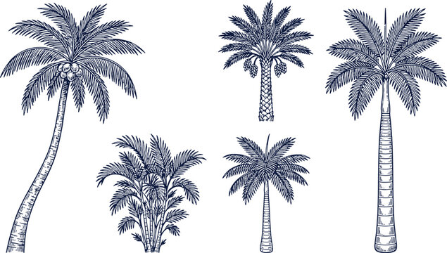 Engraved style palm tree collection black and white vector set with tropical engraving botanical illustration silhouette monochrome ornament landscape vacation paradise collection detailed