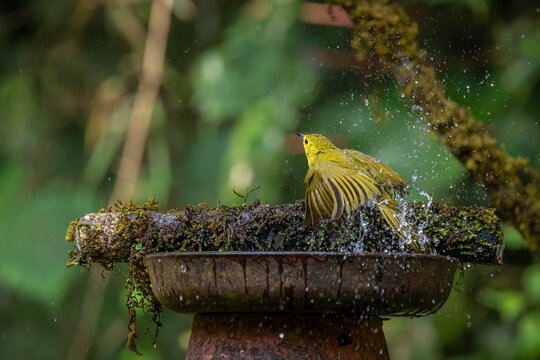 yellow-browed, bulbul in action and flight taking bath, Ranthambore, Rajasthan, India