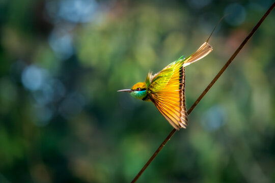 Green ebe eater in flight in beautiful light, Dandeli, western ghats, Karnataka, India