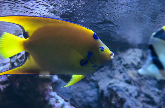 Beautiful queen angelfish swimming underwater.