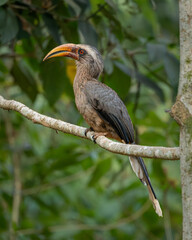Malabar Grey Hornbill closeup, Western Ghats, Karnataka, Dandeli, India © santosh