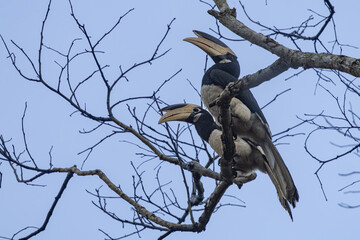 A pair of Malabar Pied Hornbill in action, Dandeli, Karnataka, India © santosh