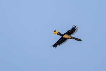 Malabar Pied Hornbill in flight, Dandeli, Karnataka, India © santosh