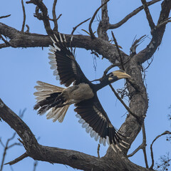 Malabar Pied Hornbill in flight, Dandeli, Karnataka, India © santosh