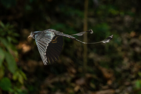 Black bird Rakettail drongo in action, Dandeli, Karnataka, India