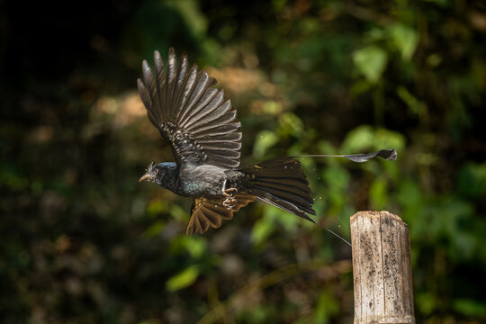 Black bird Rakettail drongo in action, Dandeli, Karnataka, India
