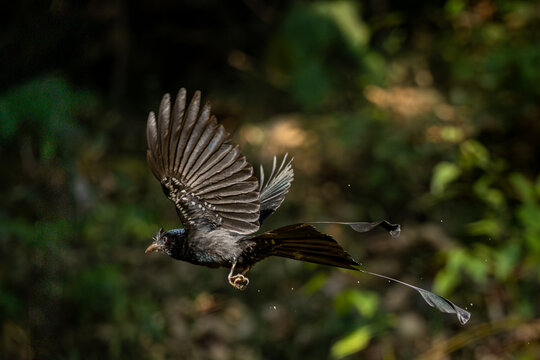 Black bird Rakettail drongo in action, Dandeli, Karnataka, India