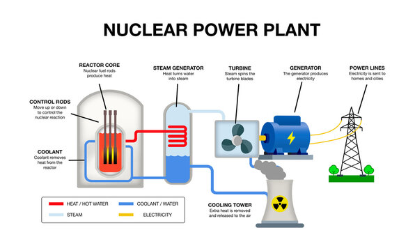 Educational infographic diagram of nuclear power plant electricity generation, showing reactor core, steam generator, turbine, and cooling tower isolated on white background