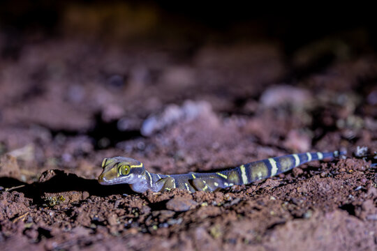 Deccan Banded Gecko on ground, Western Ghats, Karnataka, Dandeli, India 