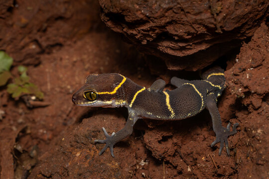 Deccan Banded Gecko in front of its burrow, Western Ghats, Karnataka, Dandeli, India 