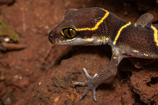 Deccan Banded Gecko in front of its burrow, Western Ghats, Karnataka, Dandeli, India 