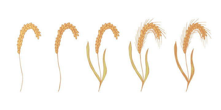 Set of hand drawn cereal wheat oat rye barley rice ears spikelet clipart Organic wheat bread agriculture farming harvest healthy food Single element for design print packaging label decor
