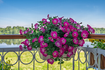 Obraz premium Petunia flowers in flower box on balcony.
