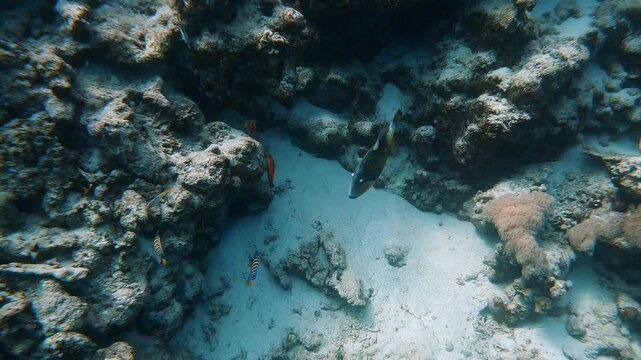 Triggerfish swimming over a vibrant coral reef structure in Marsa Alam. Beautiful marine wildlife and biodiversity in the Egyptian Red Sea.