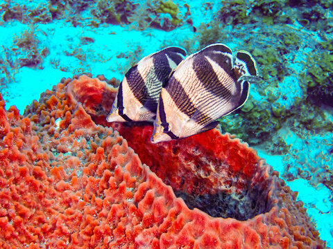fish in aquarium