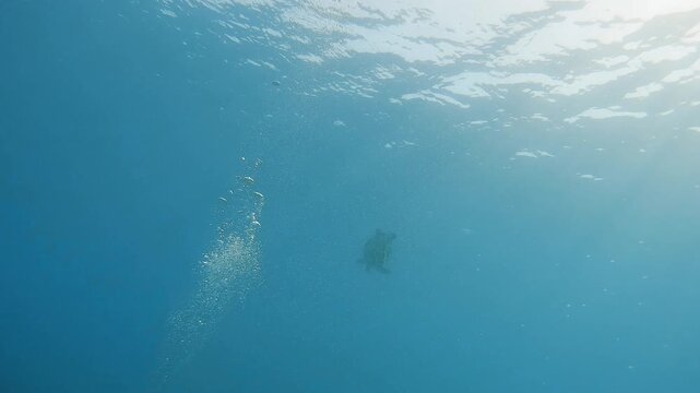 Sea turtle swimming in the deep blue ocean of Marsa Alam with scuba diving bubbles rising to the sunny surface. Marine life in Egypt.