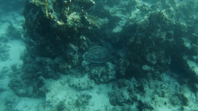 A sea turtle hides between rocky reef formations in the clear waters of Marsa Alam.