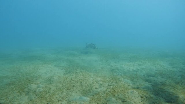Turtle swimming gracefully over the sandy seabed in the Red Sea at Marsa Alam. Serene marine encounter capturing wild sea life.