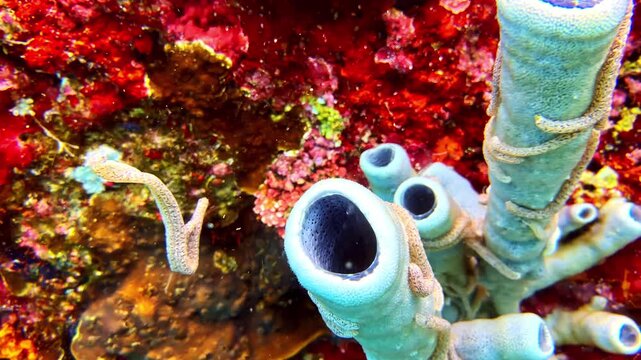 Blue tube sponges on a colorful coral reef wall, showing tropical underwater habitat with red algae, marine texture and reef biodiversity.