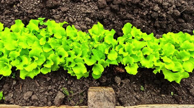 Top view of vibrant young lettuce plants growing in neat line on dark soil with tiny frog hiding nearby