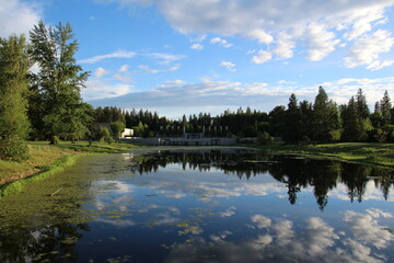 Fototapeta premium reflection of trees in lake
