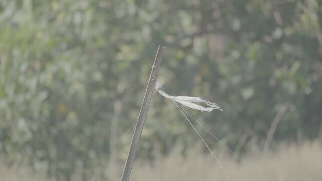 Raffia Ribbon Fluttering in the Wind ( log profile 10 bit 4:2:2)
