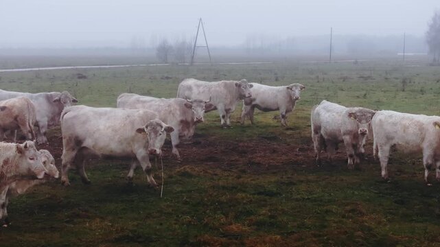 White livestock gather on damp grassland showcasing sustainable rural farming