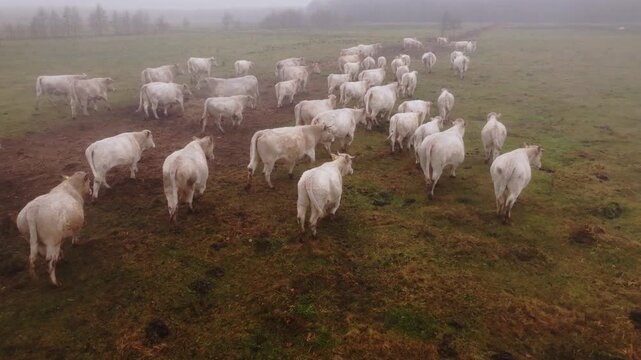 Free Range Beef Cattle Grazing Through Misty Countryside of Baltic Region