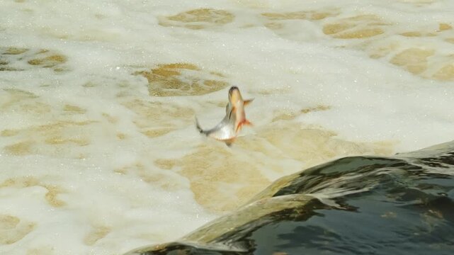 Migrating fish battle rushing currents, ascending one of Europe's widest falls