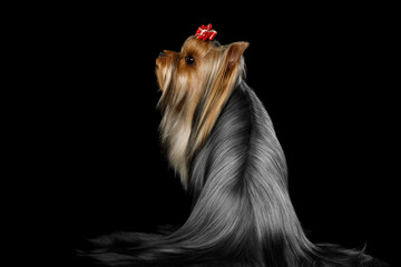 Naklejka premium Yorkshire Terrier dog standing in profile with red bow and long coat on black background, studio portrait