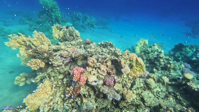 Wide panorama of tropical coral reef plateau with small reef fish underwater