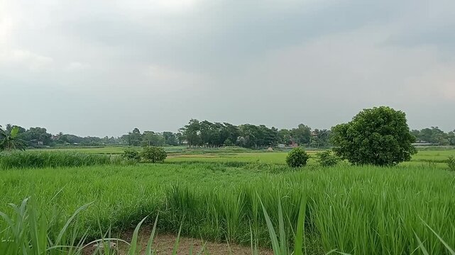 Agricultural land and rice fields. Wild animals. Arugam Bay Bangladesh.