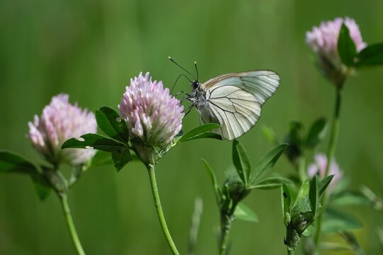 Aporia crataegi (black-veined white) butterfly sits on a clover flower