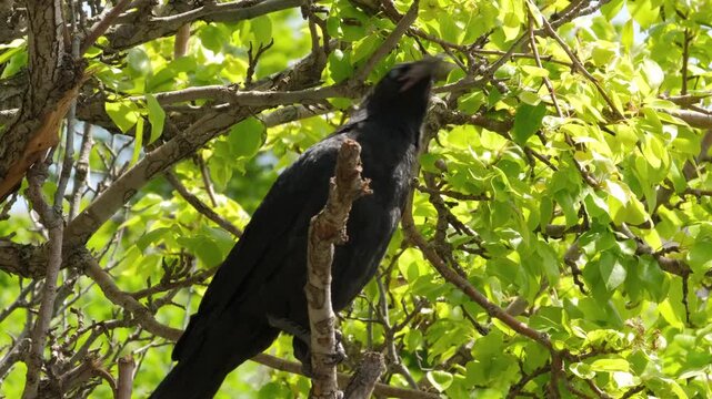 A fledgling crow sits on a tree branch and looks around.